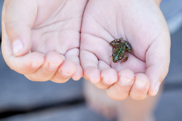 Obraz premium child girl holding small forest frog toad close-up. Baby interacting with little wild reptile animal. Care of environment concept. Happy childhood lifestyle. 