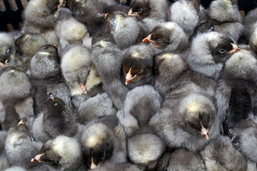 group of purebred small chicks