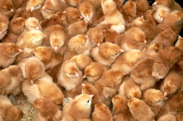 group of purebred small chicks