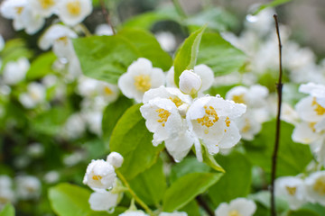 Obraz premium Nice jasmine flowers on a green background