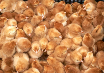 group of purebred small chicks