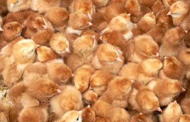 group of purebred small chicks