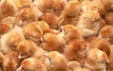 group of purebred small chicks