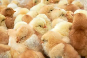 group of purebred small chicks