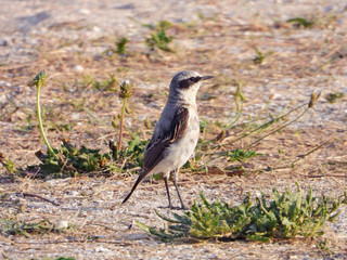 Northern Wheatear in the wild