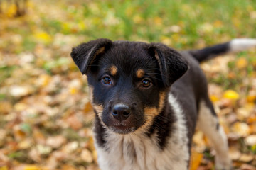cute puppies in yellow leaves