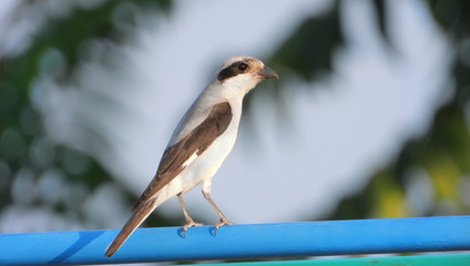 Red backed Shrike in the wild