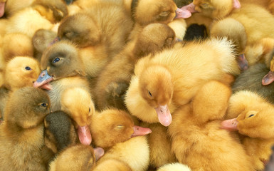 many small yellow ducklings in a cage