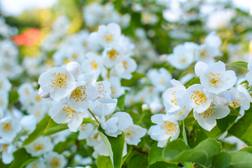 Beautiful jasmine flowers  on a green background