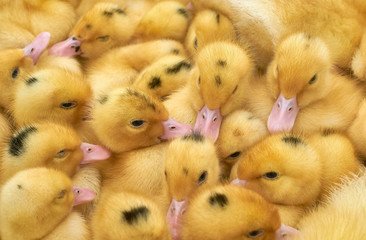 many small yellow ducklings in a cage