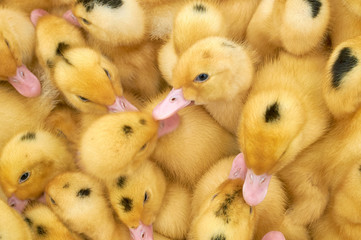 many small yellow ducklings in a cage