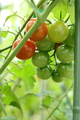 家庭菜園のトマト