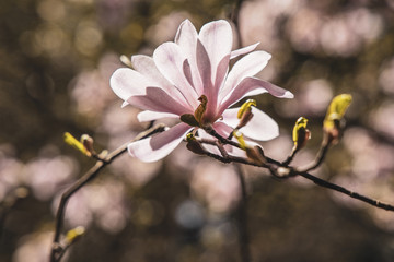  delicate large bright magnolia flowers on a spring tree in the warm sunshine