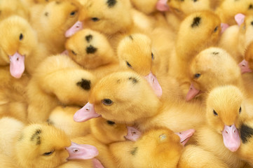 many small yellow ducklings in a cage