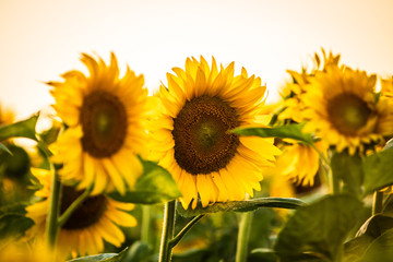 Beautiful sunflowers on agriculture field at sunset