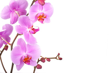 Naklejka na ściany i meble Pink orchids