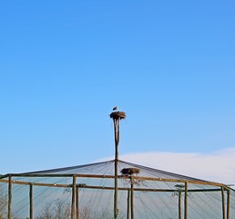 Stork nest on the pole