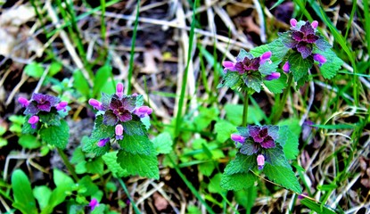 Purple and green nettle flower in the forest