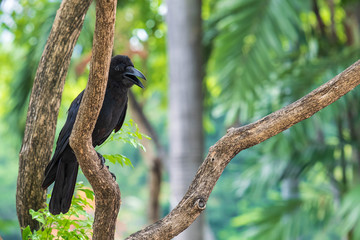 Black crow in tree in Lumipni Park, Bangkok