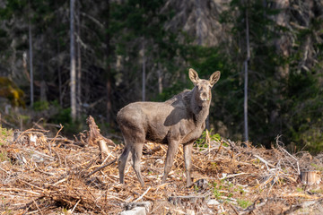 Young moose standing in a forest in Sweden