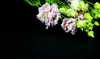 Pink Lisianthus on a black background, free space for your text.