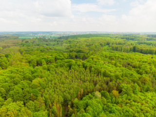 Las liściasty stary gęsty korony drzew drzewo olchy dęby w lesie wiosna zielono © Dariusz