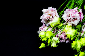 Pink Lisianthus on a black background, free space for your text.