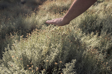 hand plying over flowers