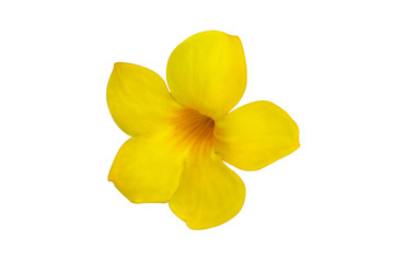 Obraz na płótnie Canvas Yellow flower white background