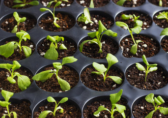 Young fresh seedlings in plastic pots, organic growing vegetables