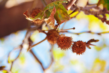 autumn yellow orange prickly dried flowers spines in nature