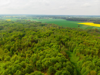 Las liściasty stary gęsty korony drzew drzewo olchy dęby w lesie wiosna zielono © Dariusz