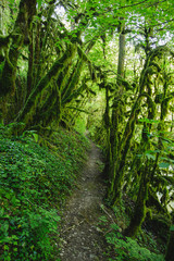 Forêt de mousse 1/3