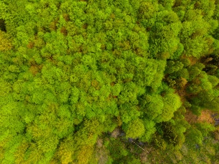 Las liściasty stary gęsty korony drzew drzewo olchy dęby w lesie wiosna zielono © Dariusz
