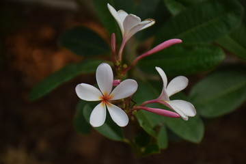 flower in garden