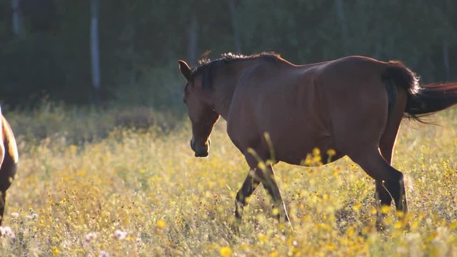 SLOW MOTION Adult horse walking and licking in the air with tounge