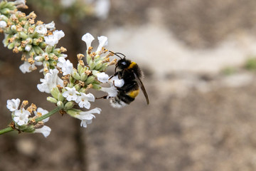 Hummel an weißem Lavendel