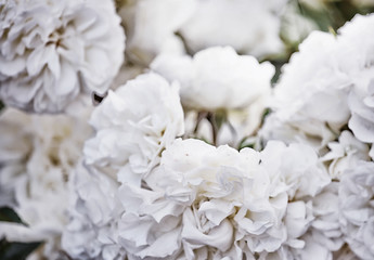 Lush blooming tea white roses. Close-up. Vintage photo.