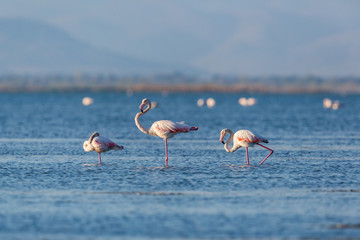 three greater flamingos (phoenicopterus roseus) in water