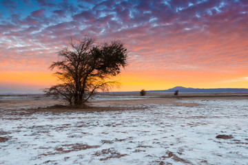 The Atacama Salt Lake (Salar de Atacama) with a Tamarugo, a native tree from the area, Atacama...