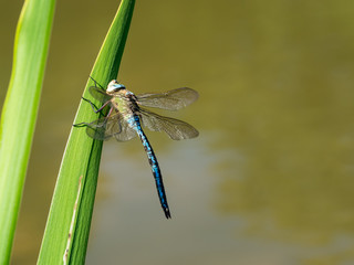 Eine blaue Großlibelle sitzt mit weit ausgebreiteten Flügeln an einen Schilfhalm über der Wasseroberfläche.