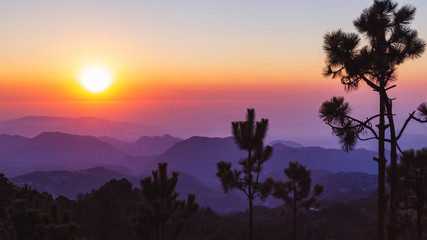 silueta de arboles en amanecer