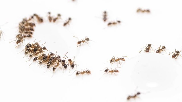 Time lapse of Pheidole megacephala invasive ants eating sucrose against a white background