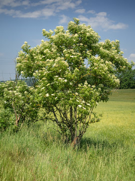 Ein kleiner bl&uuml;hender Holunderbaum (Sambucus nigra) steht auf einer Wiese.
