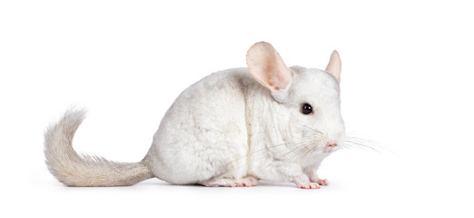 Cute white Chinchilla, standing side ways. Isolated on white background. Long tail behind body.
