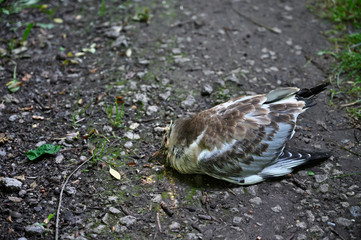 Dead seagull cub on the road in the forest.