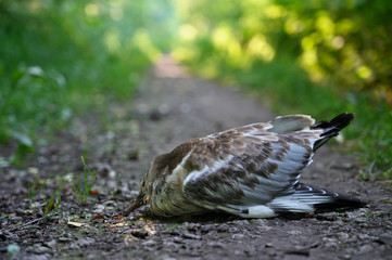 Dead seagull cub on the road in the forest.