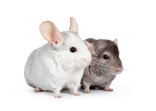 Cute grey and white Chinchilla's, sitting nect to each other. Isolated on white background.
