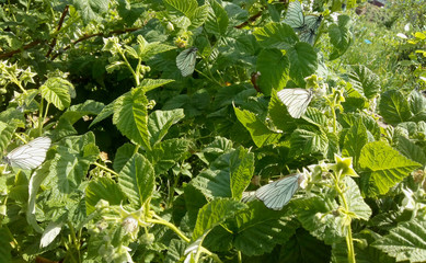 Butterfly Whitefish Hawthorn on raspberry bushes. The invasion of butterflies on gardens.