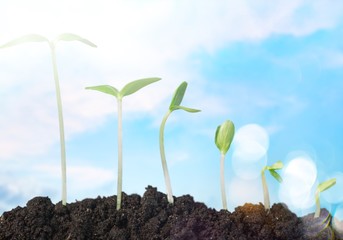 Growth of new life on  background